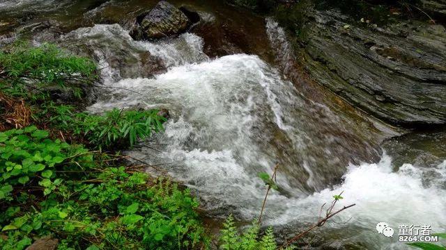 狗狗被扔在路边，淋着雨一脸无辜相，宠主：看你还敢拆家不？
